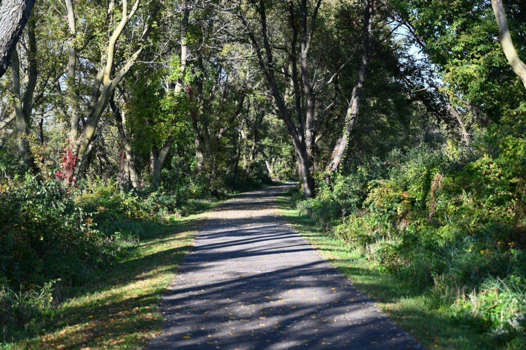 a walking path through the woods